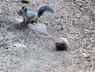 john-muir-trail-day16-1  Douglas Tree Squirrel w.jpg (587086 bytes)